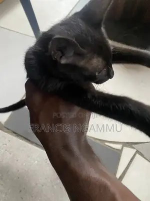1-3 months Male Purebred British Shorthair