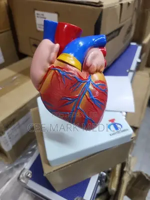 Human Heart Anatomical Model