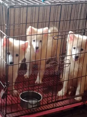 1-3 months Male Purebred American Eskimo