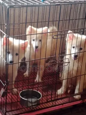 1-3 months Male Purebred American Eskimo