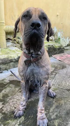 1+ year Male Purebred Boerboel