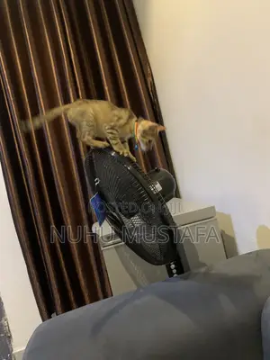3-6 months Female Purebred American Shorthair