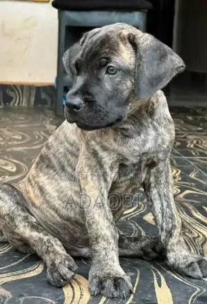 1-3 months Male Purebred Cane Corso