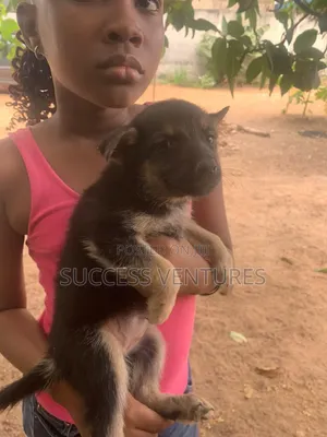 0-1 month Female Mixed Breed German Shepherd