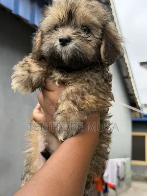 1-3 months Female Purebred Lhasa Apso