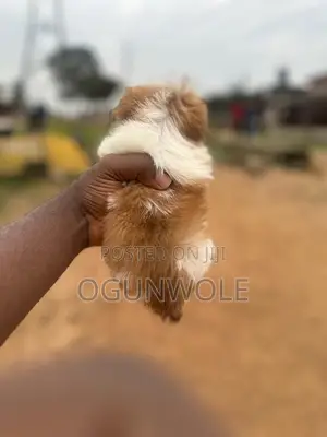 1-3 months Male Purebred Lhasa Apso