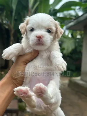 0-1 month Female Purebred Lhasa Apso