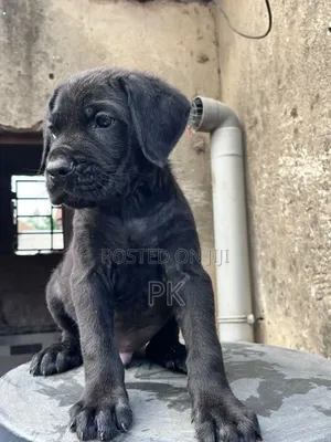 1-3 months Male Purebred Cane Corso