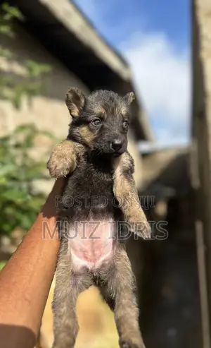 1-3 months Female Purebred German Shepherd