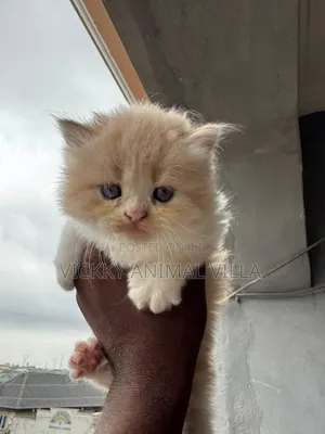 1-3 months Female Purebred Persian