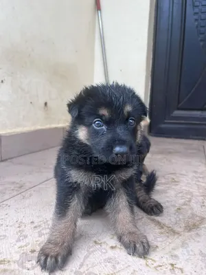 1-3 months Female Purebred German Shepherd