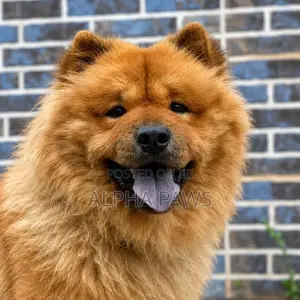 0-1 month Male Purebred Chow Chow