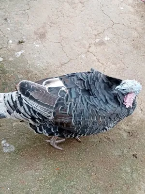 Female Turkey