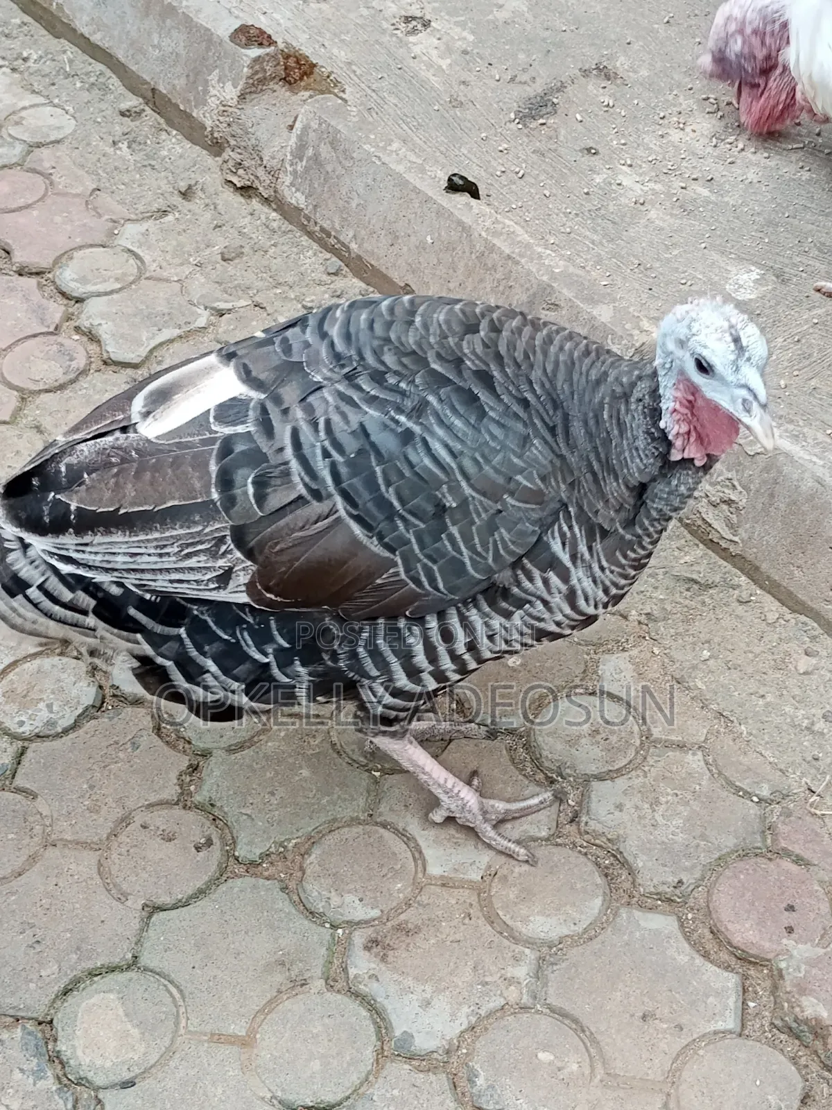 Female Turkey