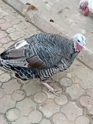 Female Turkey