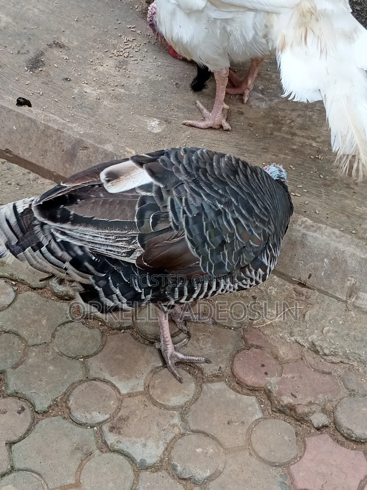 Female Turkey