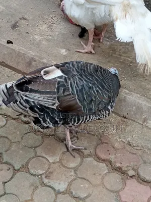 Female Turkey