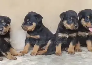1-3 months Female Purebred Rottweiler