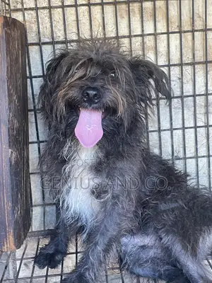6-12 months Male Mixed Breed Lhasa Apso