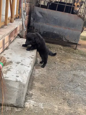 1-3 months Female Purebred German Shepherd