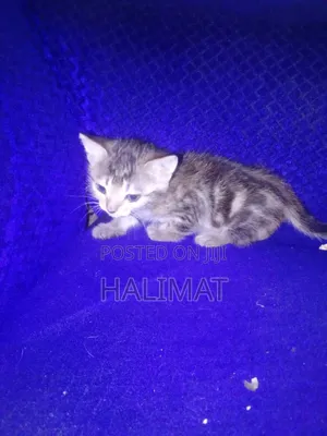 0-1 month Female Purebred American Wirehair