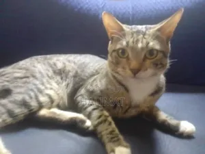 6-12 months Male Mixed Breed American Wirehair