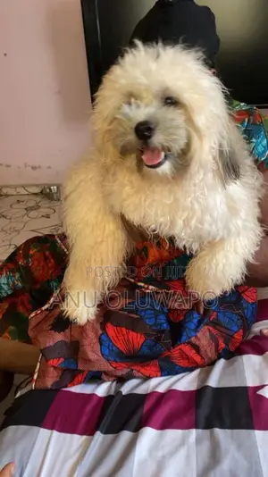 6-12 months Male Purebred Lhasa Apso
