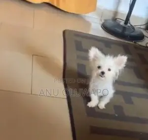 1-3 months Male Purebred Lhasa Apso
