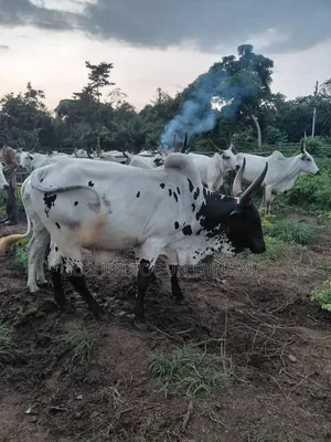 Healthy Adult Male Cow