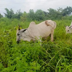 Healthy Adult Male Cow
