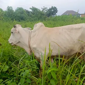 Healthy Adult Male Cow