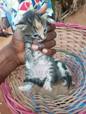 1-3 months Female Purebred American Shorthair