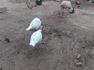 Old Matured Local Heritage Male Turkeys
