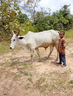 Healthy Adult Male Cow
