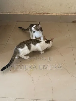 3-6 months Female Mixed Breed Exotic
