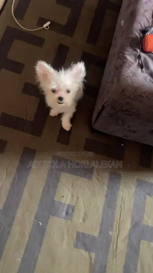 3-6 months Male Purebred Lhasa Apso