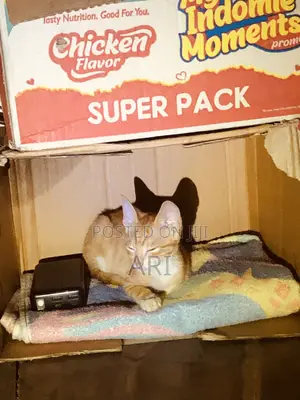 1-3 months Male Purebred American Shorthair