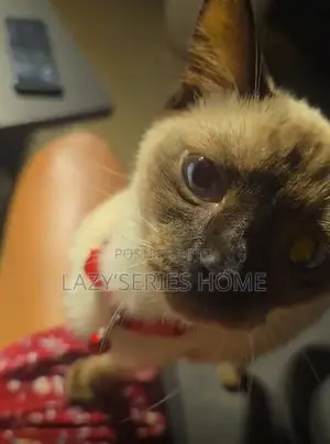 3-6 months Male Purebred Siamese
