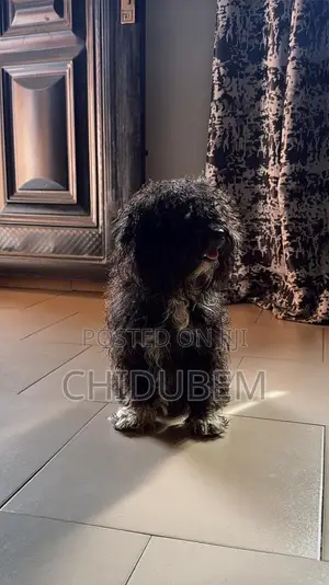6-12 months Male Purebred Lhasa Apso