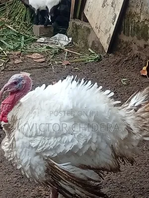 Poultry Birds