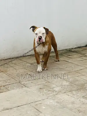 6-12 months Female Purebred Bulldog