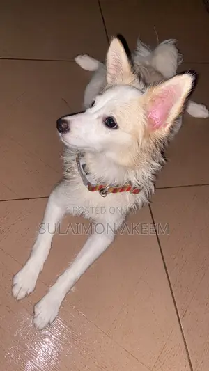 6-12 months Female Purebred American Eskimo