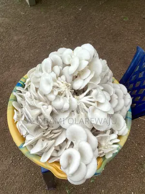 Dried Oyster Mushroom