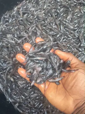 Catfish Juvenile