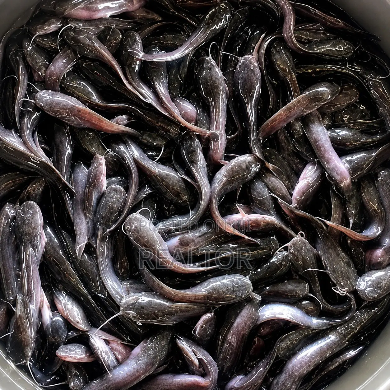 Catfish Juvenile
