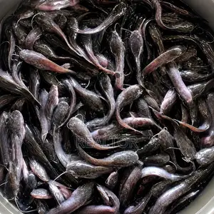Catfish Juvenile