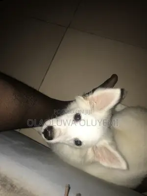 3-6 months Male Purebred American Eskimo
