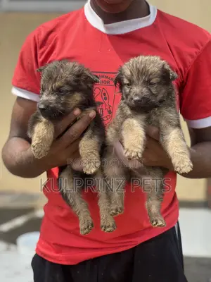 0-1 month Female Purebred German Shepherd