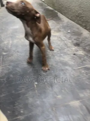 1-3 months Male Purebred American Pit Bull Terrier