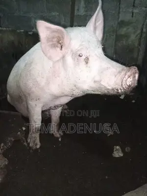 Matured Male Boar for Also